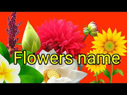 We deliver flowers to dunstable, houghton regis and the surrounding villages, including eaton bray, edlesborough, totternhoe, kensworth, studham. Flowers Name In Odia And English And Hindi Flowers Name In English à¤« à¤² à¤• à¤¨ à¤® à¤¹ à¤¦ à¤® Youtube