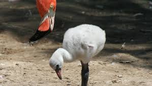 La nourriture leur donne leur couleur. En Afrique Du Sud Operation Sauvetage De Flamants Roses Victimes De La Secheresse Fondation 30 Millions D Amis