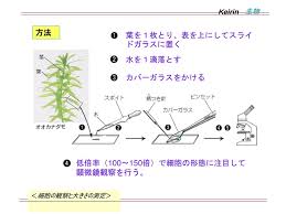ｋeirin 生物 第１部 細胞の観察と大きさの測定 細胞の観察と大きさの測定 Ppt Download