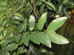 Image result for Cassia abbreviata