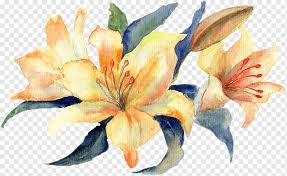 Maybe you would like to learn more about one of these? Watercolour Flowers Watercolor Painting Graphy Lilium Painting Flower Painting Lily Png Pngwing