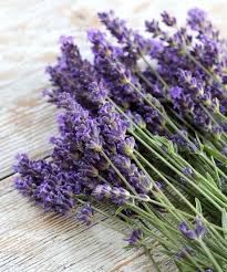 Check spelling or type a new query. 10 Khasiat Hebat Macam Macam Tanaman Toga