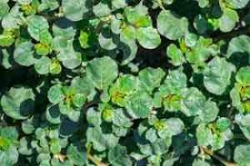 Image result for Trianthema