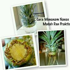 Eng sub cara pembajaan kunyit cara tanam dan pembajaan yang terbaik planting tumeric. Cara Menanam Nanas Mudah Dan Praktis Nanas Menanam Buah