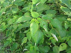 オーストラリアの恐怖 世界一危険な植物 ギンピーギンピー ジョロキアンズ