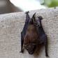 Homeschool Day: Bats
