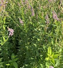 Image result for Dipcadi vaginatum