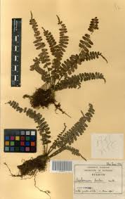 Image result for Asplenium barteri