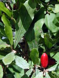 Image result for Synsepalum
