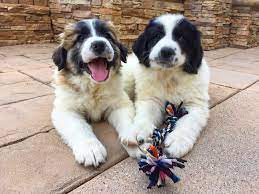Maybe you would like to learn more about one of these? Bailey And Dodger My Girlfriend And I New Great Pyrenees Newfoundland Pups I Also Got A Second Job So I Can Afford The Mountain Of Dog Food I Will Have To Buy Lol