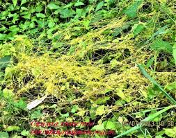 Image result for Cuscuta hyalina