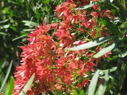 Image result for Loxostylis