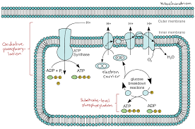 Khan Academy Cellular Respiration Biology Units Cellular