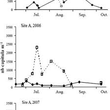 Image result for Chlorophytum burundiense