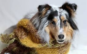 Download Wallpapers Long Haired Collie Cute Dog Pets Dogs Niedliche Hunde Hunde Langhaar Collie