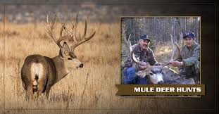 Trophy elk hunting in new mexico. New Mexico Best Big Game Hunting Outfitter Sierra Blanca Outfitters