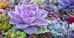 Building a cactus terrarium falls in to the later category. How To Create A Succulent Garden