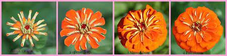 Zinnia Life Cycle 2014 Zinnias Zinnia Flowers Life Cycles