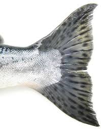Fish Tail