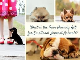 What Is The Fair Housing Act For Emotional Support Animals In 2020 Emotional Support Animal Emotional Support Service Animal