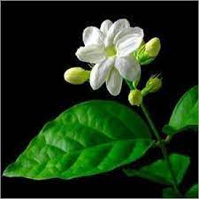Jasmine Flower At Best Price In Coimbatore Tamil Nadu Gm Exports