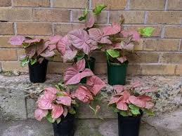 In this part of the site, you can identify trees, shrubs or perennials by the shape or color of their leaves. 32 Pretty Pink Houseplants Best Pink Indoor Plants