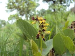 Image result for Eriosema lebrunii