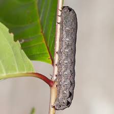 Image result for Dolichopentas