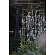 Image result for Chlorophytum bowkeri