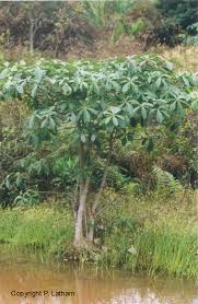 Image result for Agelanthus keilii