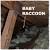 Ammonia How To Get Rid Of Raccoons