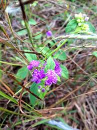 Image result for Vernonia anthelmintica