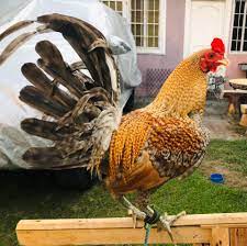 Maybe you would like to learn more about one of these? Allen Roundhead Mayor Nene Aguilar Line Juancho S Backyard Facebook