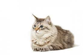 The cat, that has similarities with breeds maine coon and norwegian forest cat, is a natural breed and the national cat of russia. Siberian Cat Breed Size Appearance Personality