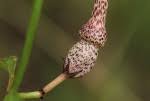 Image result for Ceropegia nilotica