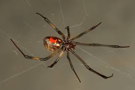 It remains a mystery as to why the male does, but many scientists believe their body just gives out after. Spiders Prefer Mating With Older Women And They Don T Mind Getting Eaten Afterward From The Grapevine