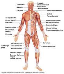 The origin of a muscle is its fixed point while the insertion is typically the point that it moves. 3 Les Muscles