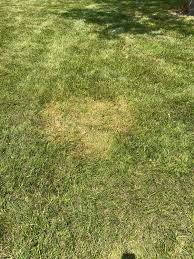 Image result for Poa