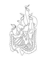 Black And White Images Of Pitcher Plant Intestines Pitcher Plant Painting Drawing Drawings Artist