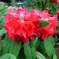 Rhododendron Facetum Rhododendron Flowers Plants