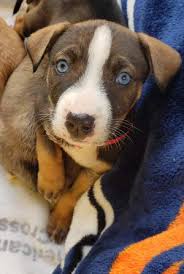 The german shepherd boxer mix, one of the most good looking dogs you will ever see in your lifetime, comes to life as a result of cross breeding a boxer parent and a german shepherd parent together. Lake County News California Helping Paws Australian Shepherds Boxers And A Bulldog