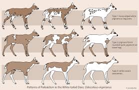 Itty Bitty Bio Bites Piebald Deer Chart