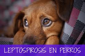 Cuenta de sangre completa, análisis de orina y. Leptospirosis En Perros Guia Completa Para Cuidar A Tu Perro