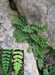 Image result for Asplenium trichomanes