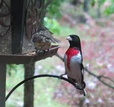 Bird With Orange Belly And Black Wings What Is The Name Of This Beauty Backyard Birds Beautiful Birds Identifying Birds