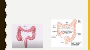 (geometry) curved in two directions, like the letter s. Colon Sigmoide Salud Apuntes De Medicina Udocz