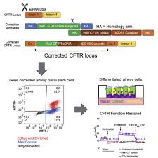 Maybe you would like to learn more about one of these? Targeted Replacement Of Full Length Cftr In Human Airway Stem Cells By Crispr Cas9 For Pan Mutation Correction In The Endogenous Locus Molecular Therapy