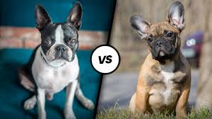 Boston Terrier Puppies: Why A Boston May Be Perfect For You