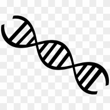 Maybe you would like to learn more about one of these? Science Png Dna Strand Black And White Transparent Png 960x704 496894 Pngfind