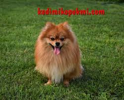Kedi Mi Kopek Mi Adli Kullanicinin Cat And Dog Panosundaki Pin Tilki Fotograf
